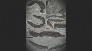 Оболочники, как проекция эволюции хордовых. Помни о предках.