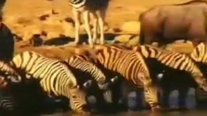 Животный мир Африки-- 1