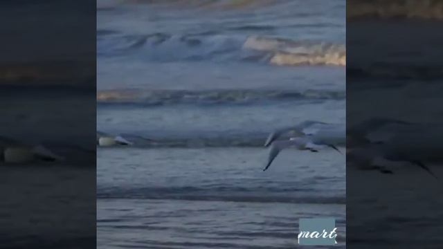 @Lee Tonya- Я испарюсь,уберу,улечу ,словно птица.... смотреть онлайн