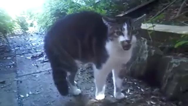 Кот дерётся с собаками