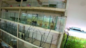 Отсадил беременную пецилию и совместил барбусов!