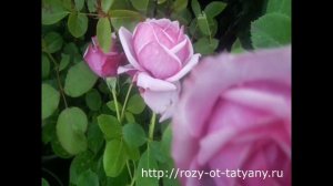 Розы Гийо - Питомник роз от Татьяны