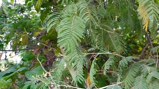 Утренняя роса - какую пользу несёт.Чем может помочь роса в магии? Защита, молодость, достаток. смотреть онлайн