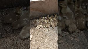 Чем кормить утят с первых дней.