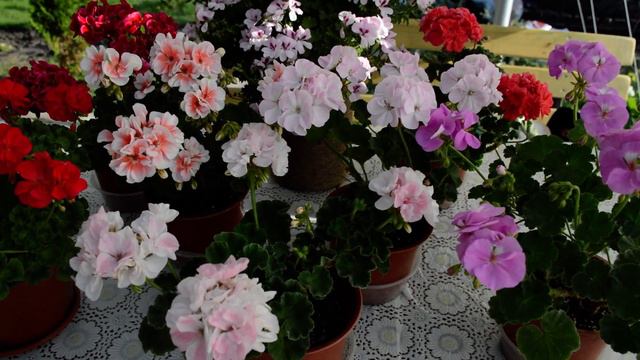 В гостях у ЭльФ смотреть онлайн