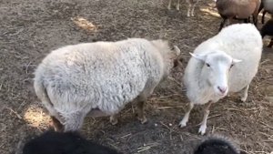 Продаются - миниатюрный карликовый баран породы уэссан и камерунский козлик