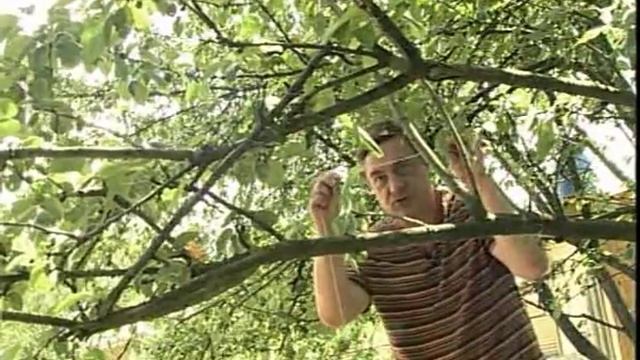 Что делать если яблоня плодоносит через год...