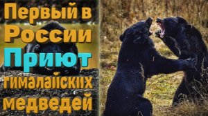 Открытые первого в России приюта гималайских медведей.mkv