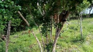 Путешествие на остров Занзибар в Танзании в 2021 году. Животный мир Занзибара