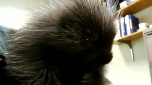 Забавный дикобраз