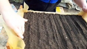 Посев РАННЕЙ КАПУСТЫ