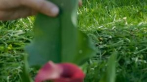 Каллы прекрасно выросли из луковиц !