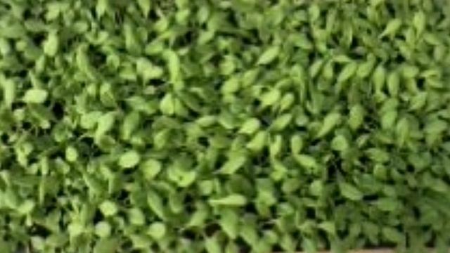 Цветы. Как посеять мелочь?! смотреть онлайн