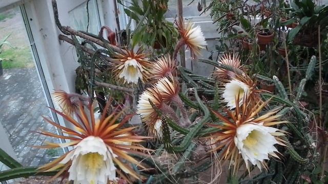 160604 Night queen Selenicereus grandiflorus смотреть онлайн