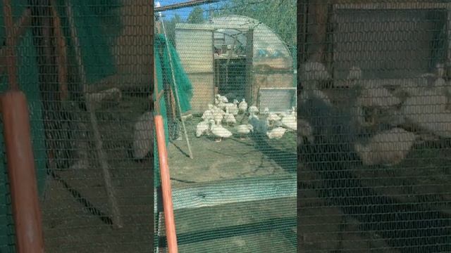 Утки Черри Велли 30 дней