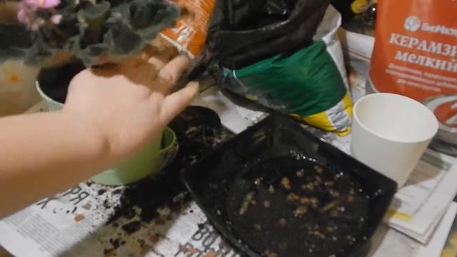 Пересадка фиалки ? Часть 2 + Сосновая кора. Узнай для чего она!
