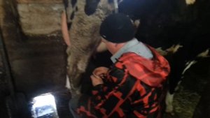 как подготовить вымя коровы к дойке