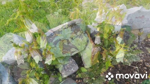 Ароматный Кустарник ?, окучиваем картофель. смотреть онлайн