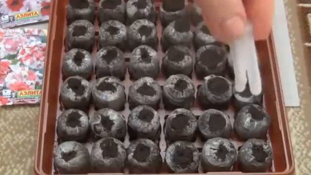 Выращивание рассады петунии смотреть онлайн