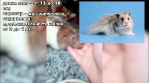 Какие бывают виды хомяков