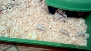 Как я колесо хомяку ставила!