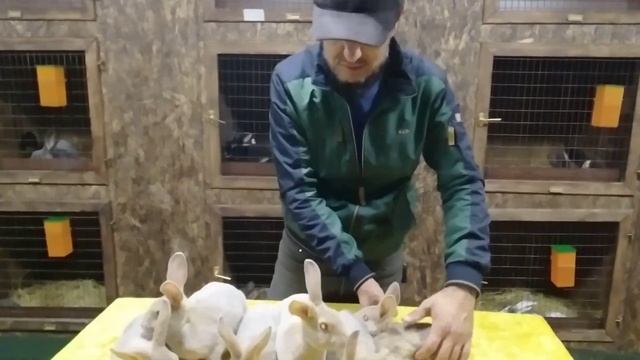 кролики парода рекс окрас люкс смотреть онлайн