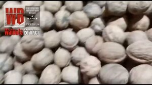 Грецкий орех Кочерженко. Выкопка саженцев к отправке от Walnuts Broker #ГрецкийОрехКочерженко