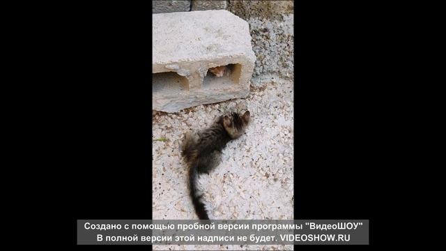 Семейство кошачьих
