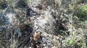 Как поймать бобра капканом КП-320