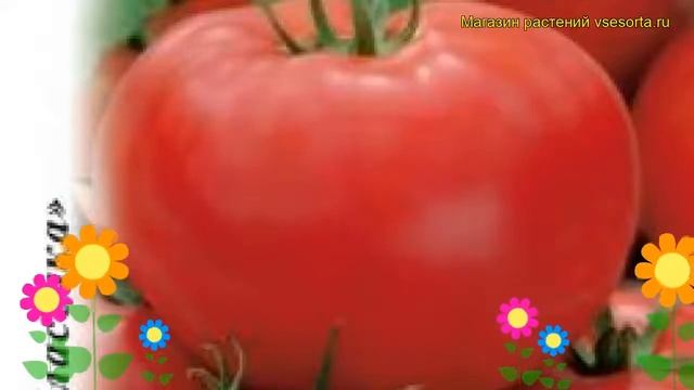 Томат Исполин (Томат). Краткий обзор, описание характеристик, где купить семена solánum lycopérsicu смотреть онлайн