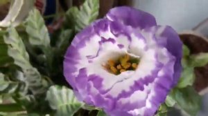 EUSTOMA FLOWER