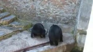 Медведь - людоед