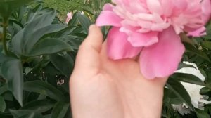 Бабушкин розовый пион!!! Пион травянистый Амабилис (Amabilis)
обзор и описание.