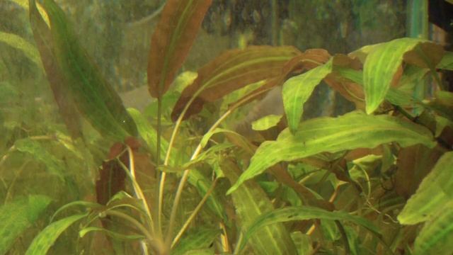 Криптокорина родственная. Растение для новичка. смотреть онлайн