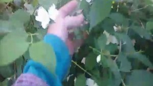 жасмин на чай или чубушник