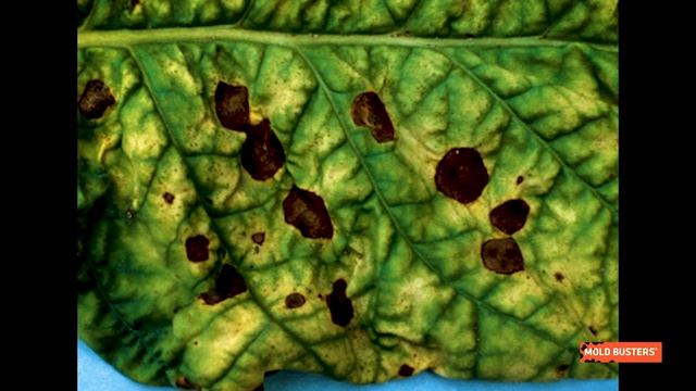 ?Alternaria - ?Mold Library - Mold Busters