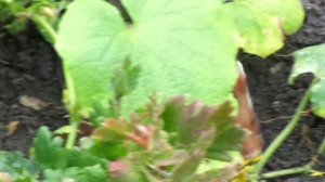 Садовод прогнал воришку