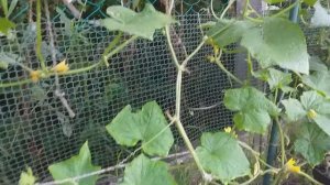 28 июля 2020 г . Томаты сорта бычье сердце. выращиваю в саду в горшках.