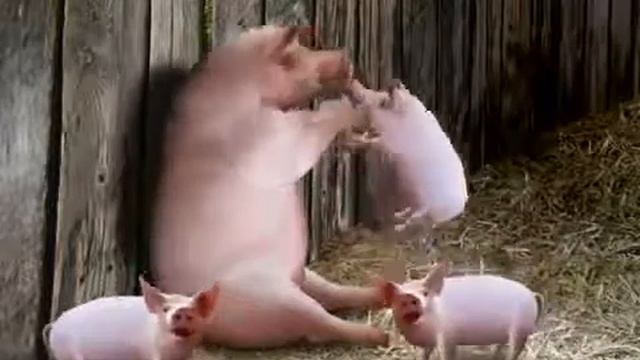 Свинья надувает свинью и отпускает ее в небо!
