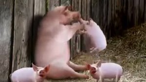 Свинья надувает свинью и отпускает ее в небо!