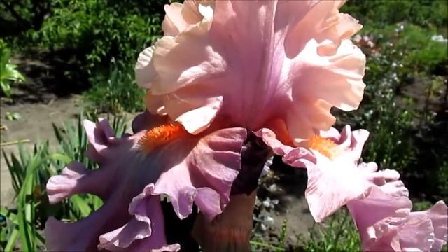 Фотоженик высокий ирис смотреть онлайн