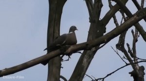 Дикий голубь вяхирь в Подмосковье. Встречали когда-нибудь?