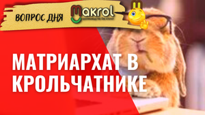 ?Можно ли крольчиху подпускать к одному и тому же кролу более 3 раз #Макляк  #Макрол