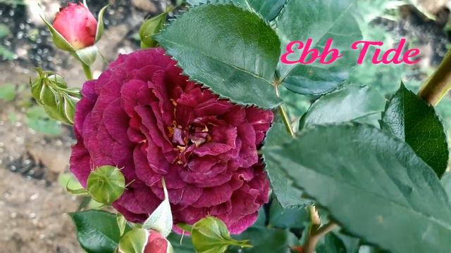 Начало цветения роз в Саду на трех холмах смотреть онлайн