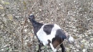 Козоводство в вопросах и ответах. Часть 17.