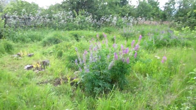 дача - нарциссы смотреть онлайн