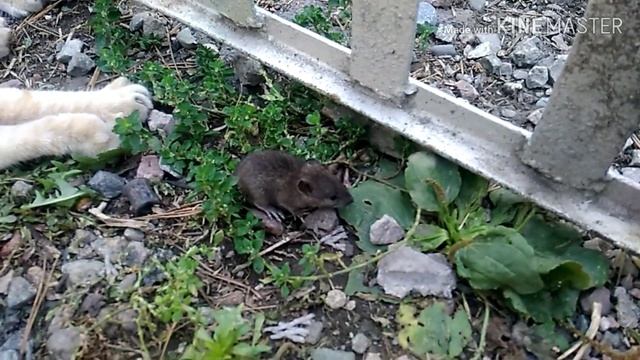 Кошки - мышки . Мышка сбежала ! Приколы с котами . смотреть онлайн