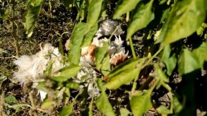 Кучерявые Кудрявые Куры (Шершетка)