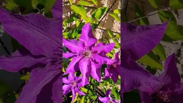 Clematis "The President" and "H.F. Young"