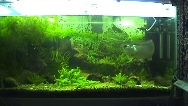 Кормление арованы креветками смотреть онлайн